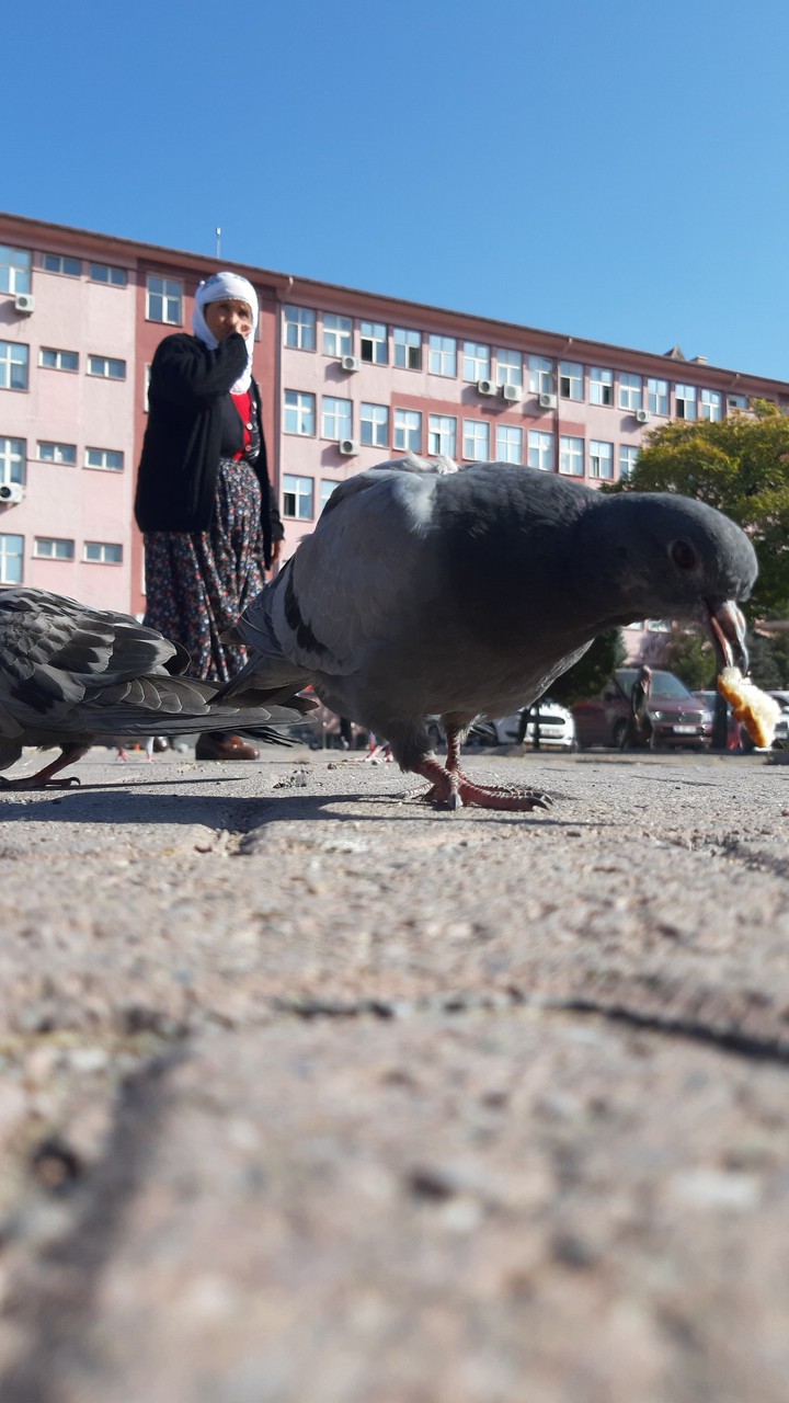 kuş