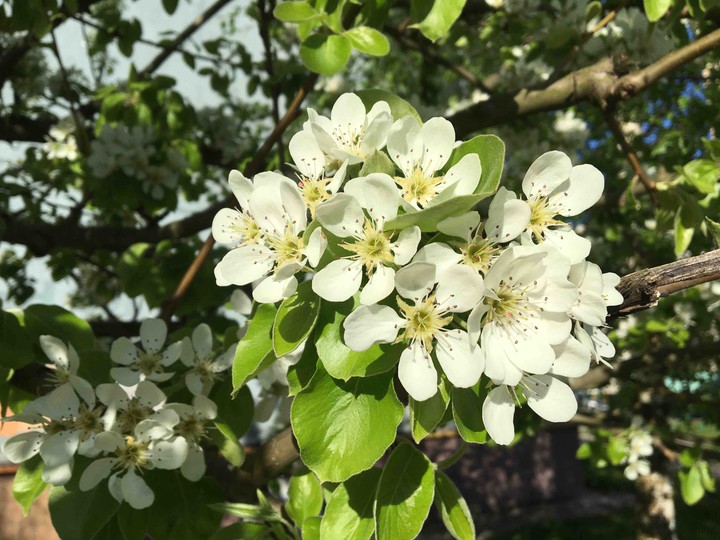 apple tree