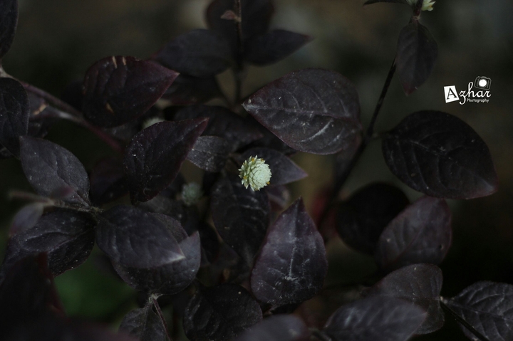 white flower