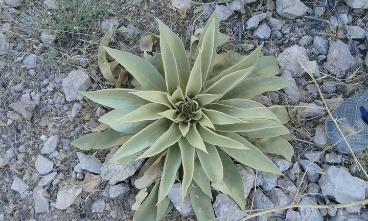 plant