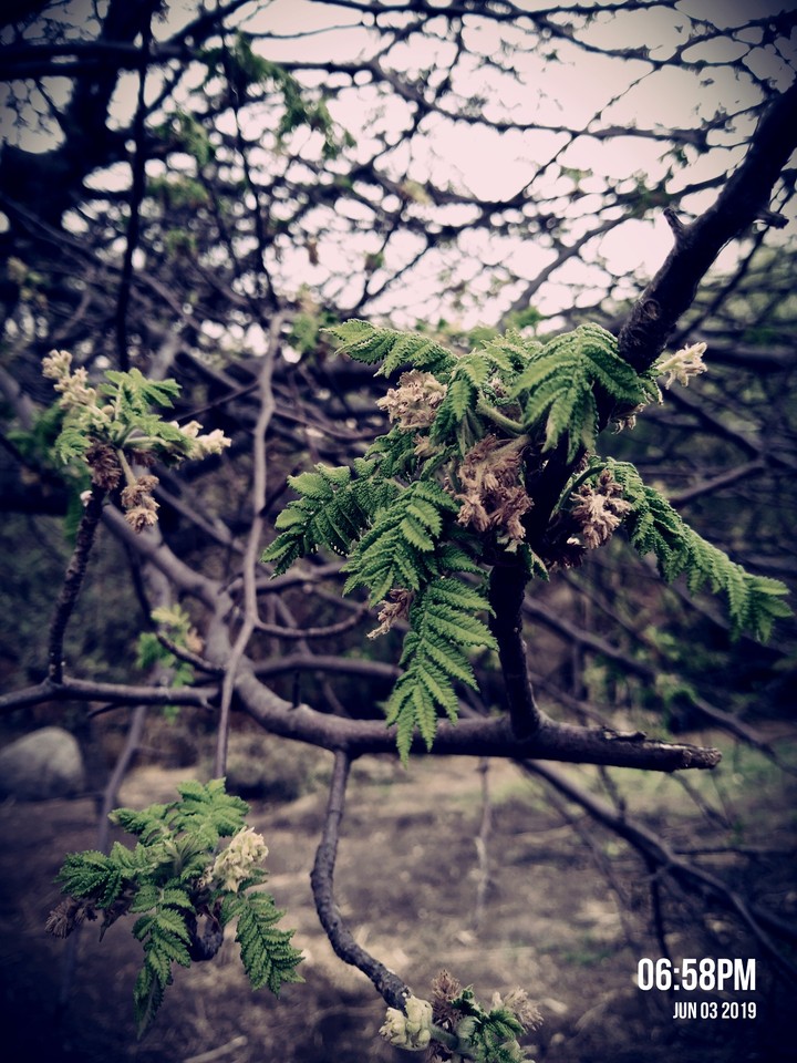 plantas