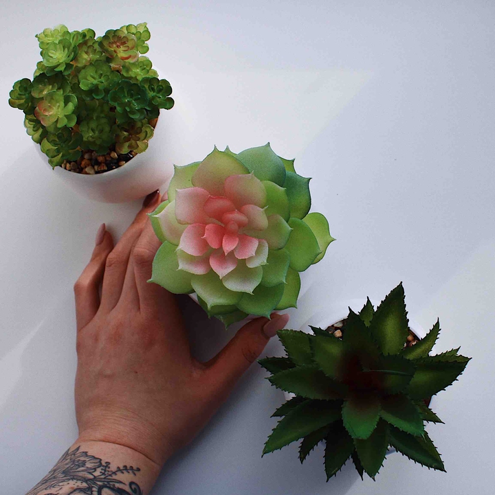 succulents