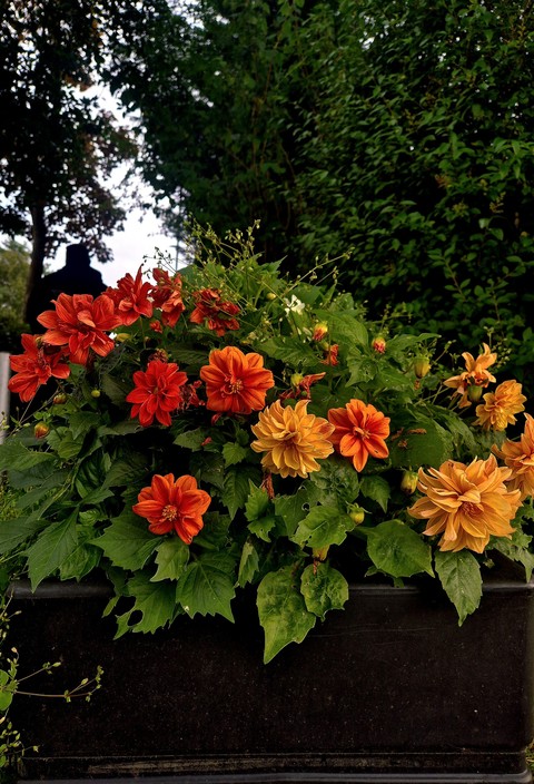 обои plant, groundcover
