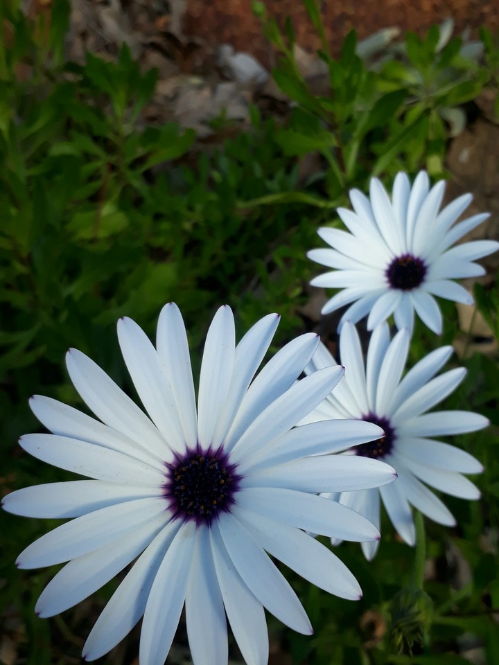 3 White Flowers