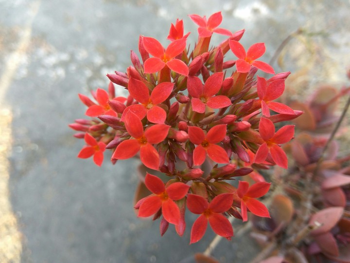 red flower 1
