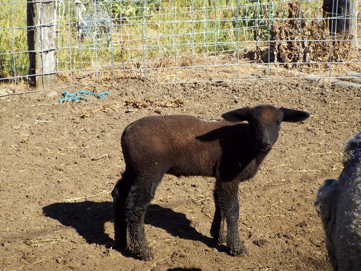 little lamb