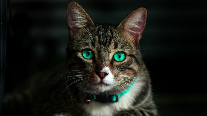 Cat - Green Eyes