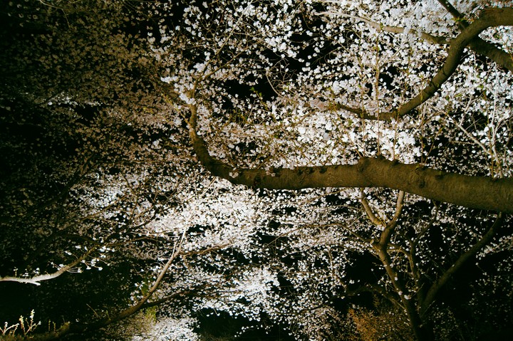 night of Cherry blossom