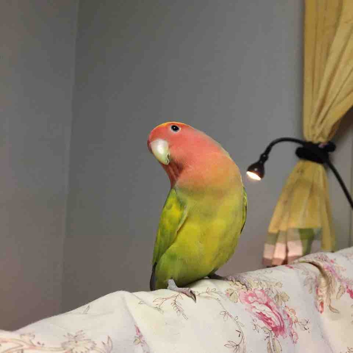 오잉