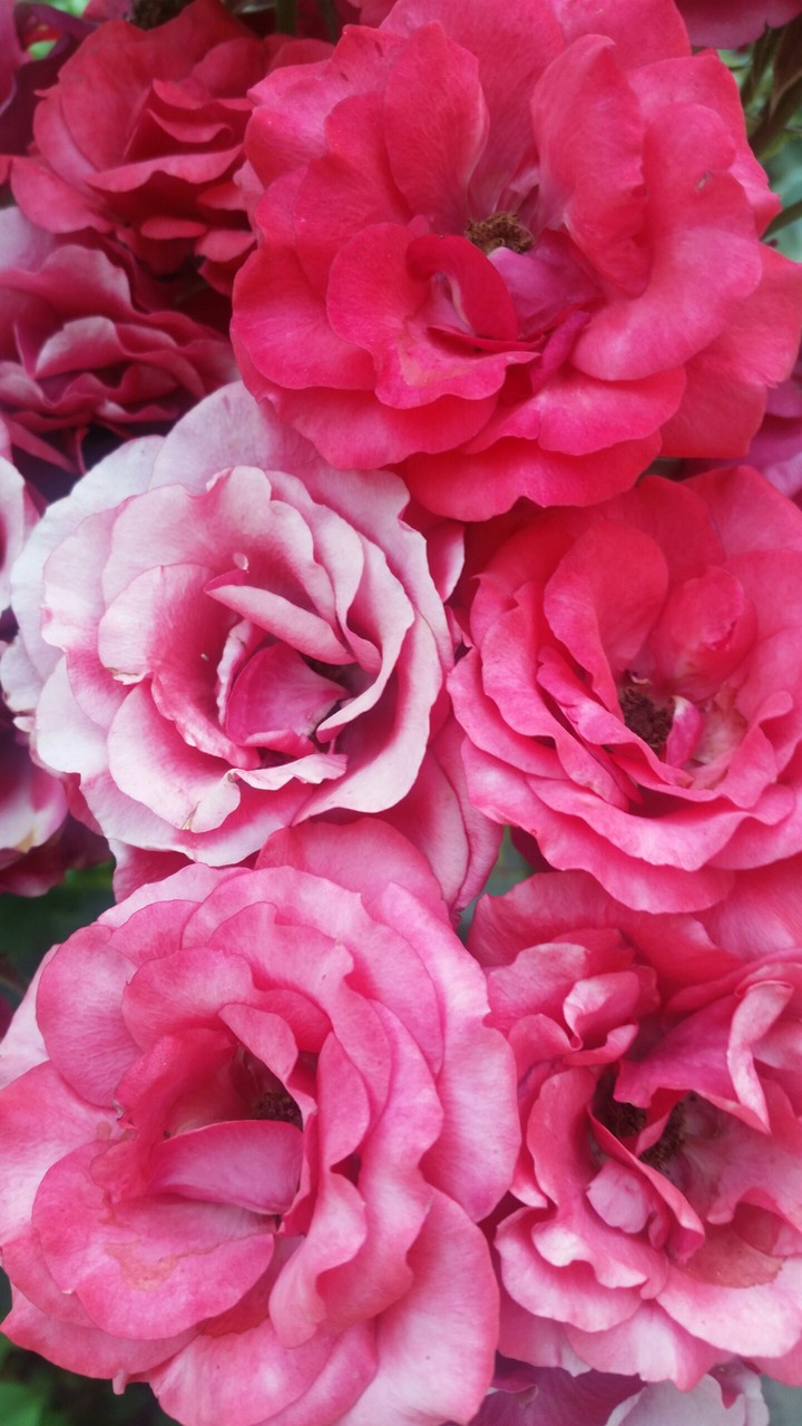 Pink Flowers