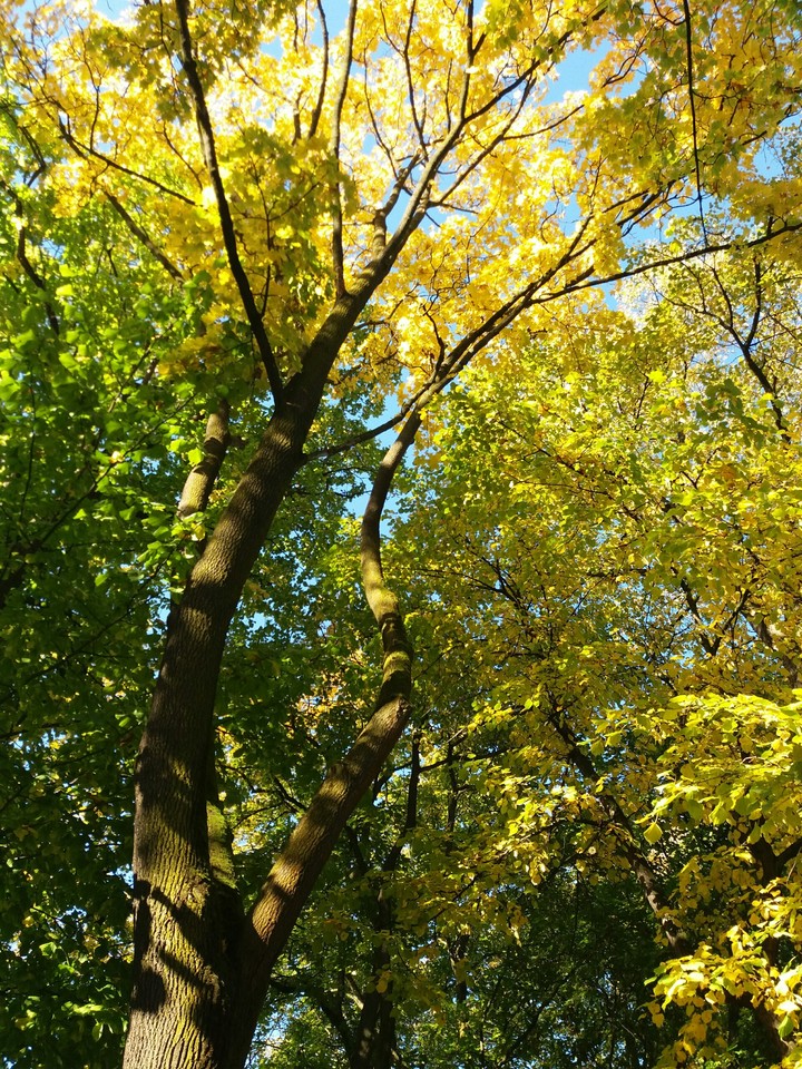 Tree in autumn