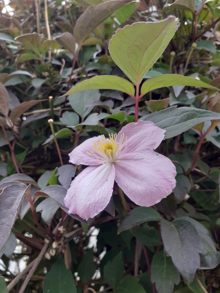 my flowers