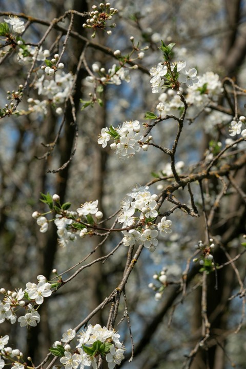 brown, subshrub Hintergrundbilder