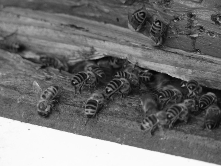 so many bees