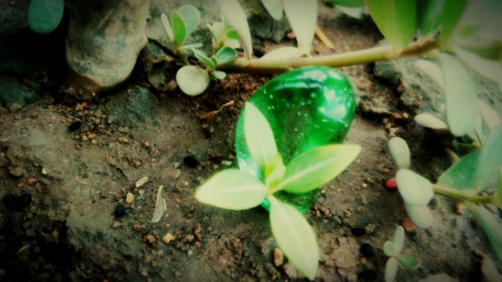 nature