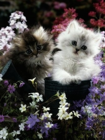 Jr