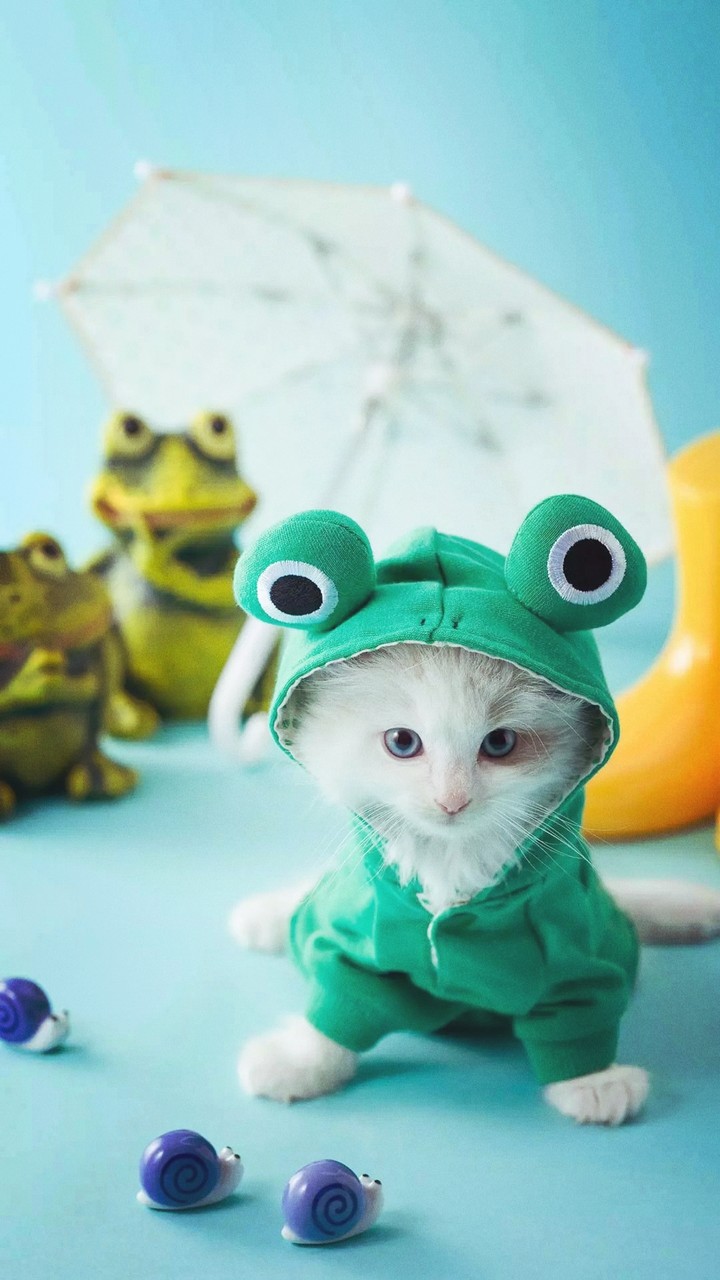 cat