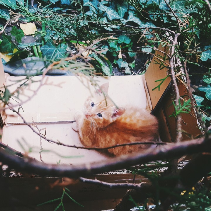 Little cat