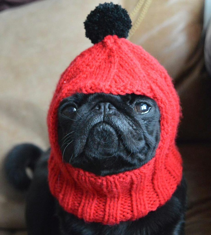 pug