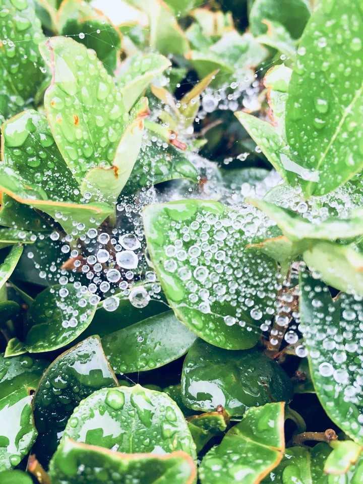 Water Droplets on a Spiderweb