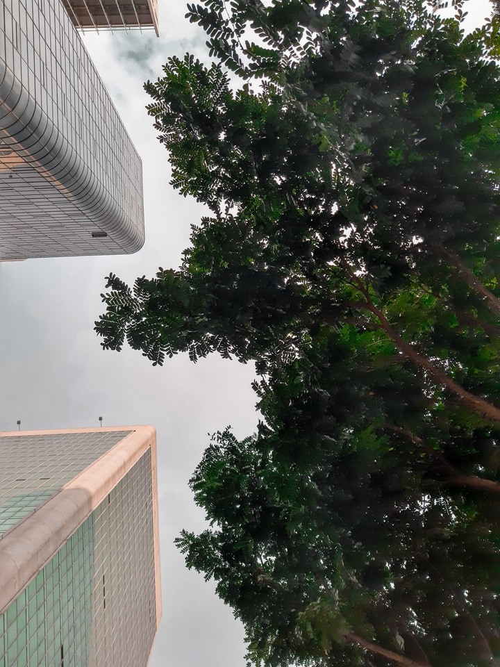 under the tree on Paulista Avenue