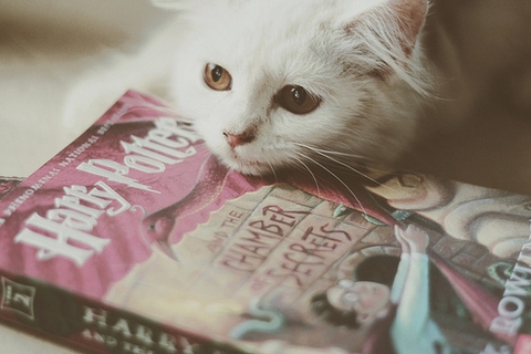 Gato leitor