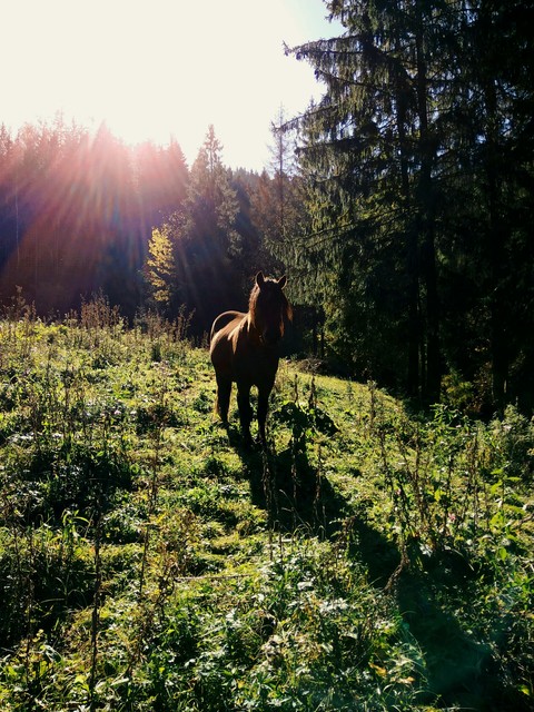 horse
