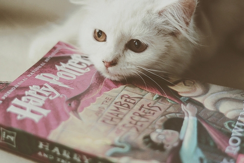 Gato leitor
