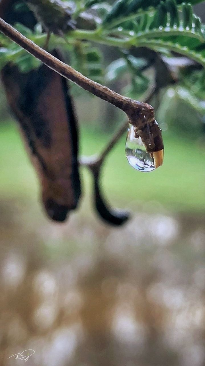 my drops