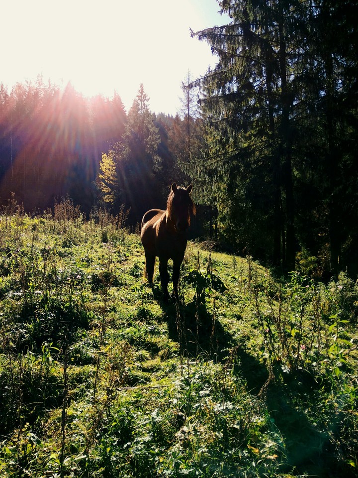 horse