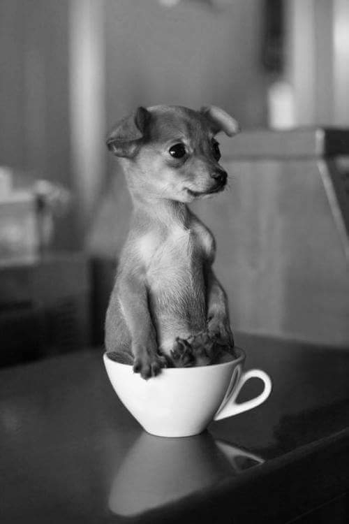cachorro