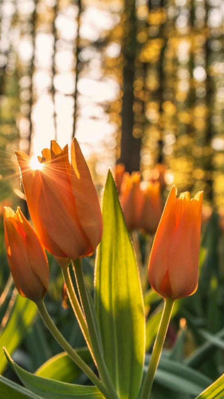 Orange Wonderful Flowers