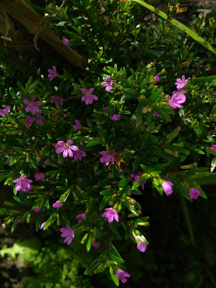 Flowers pink