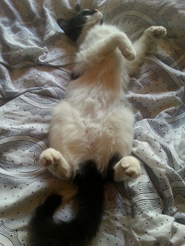 Sleeping Lucie