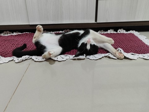 hình nền cat, Tail