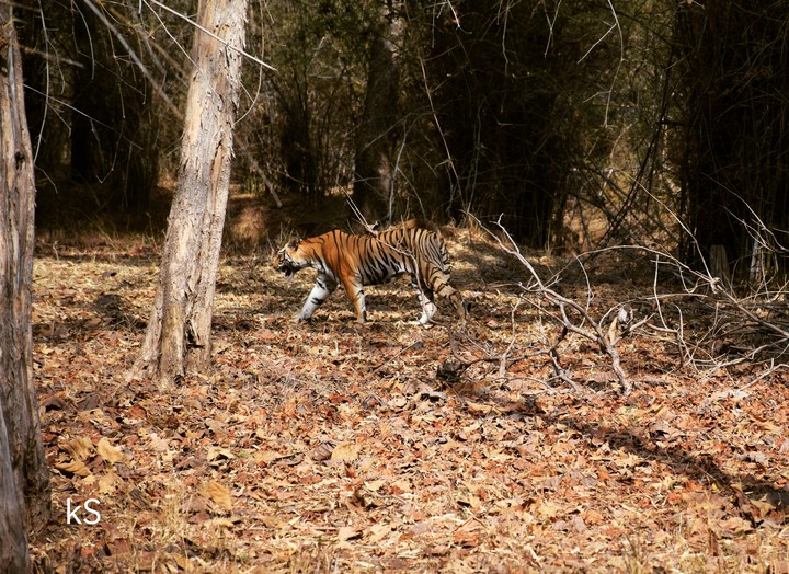 Tiger kS