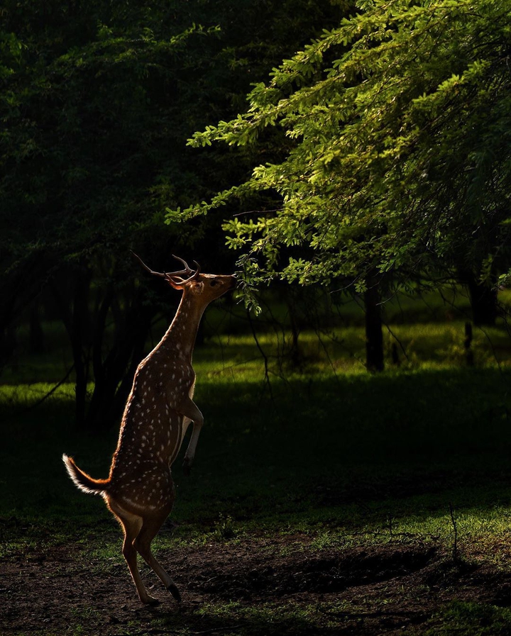 Deer