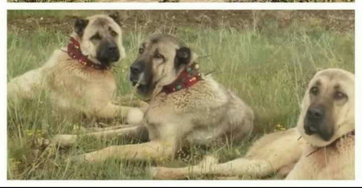 Kangal