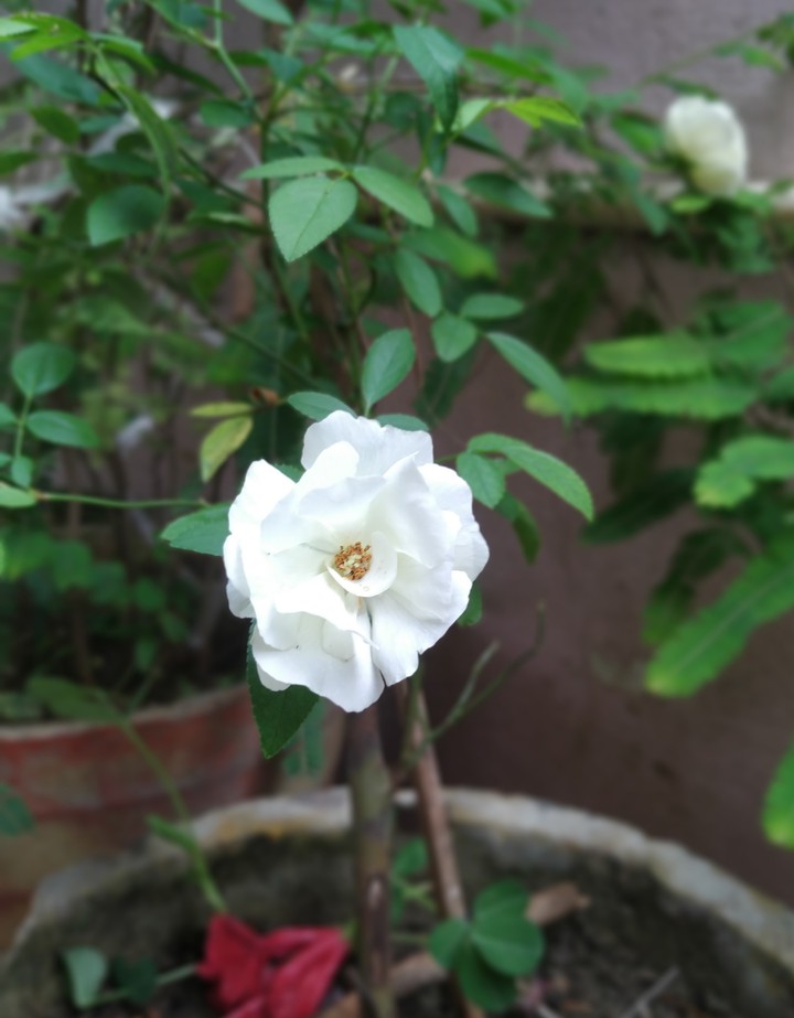 white rose