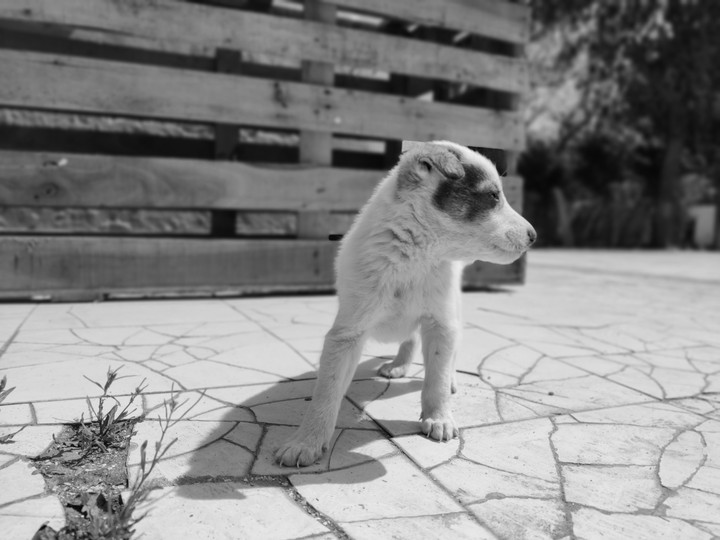 puppy