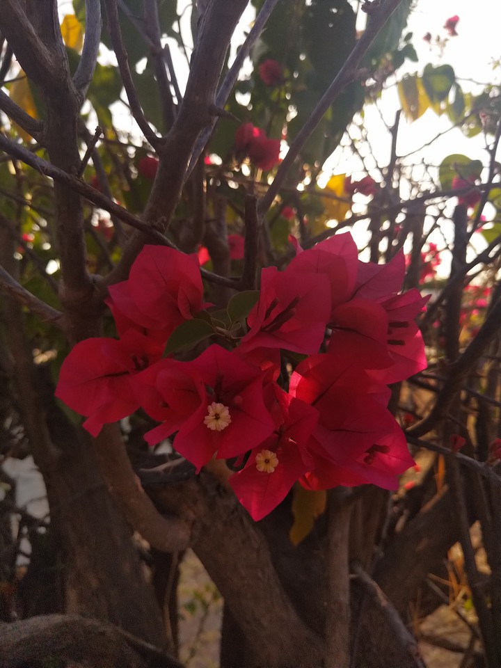 Bugambilias