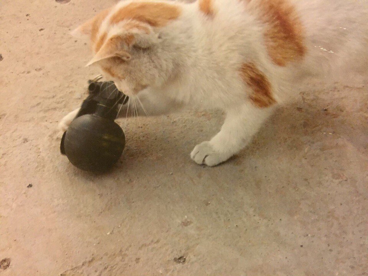 cat