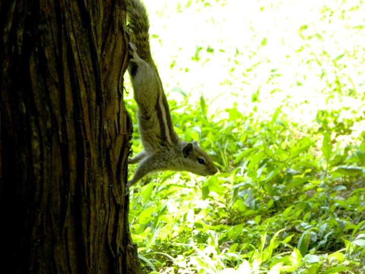 squirrel