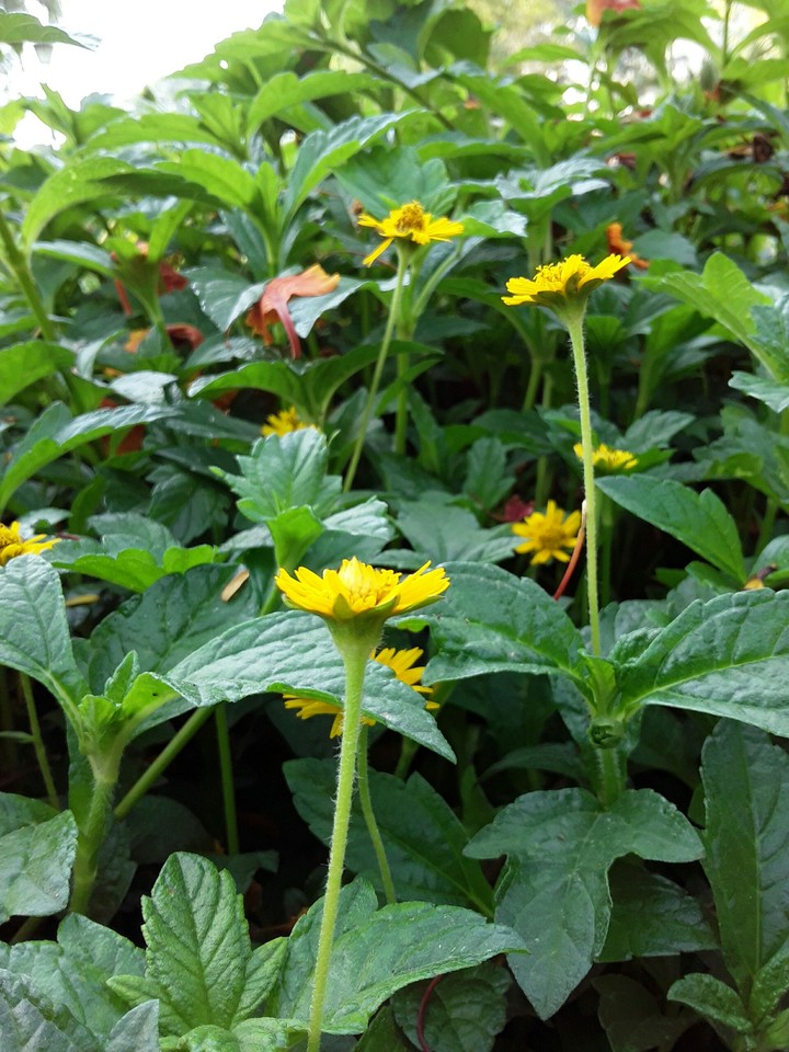 flowering plants