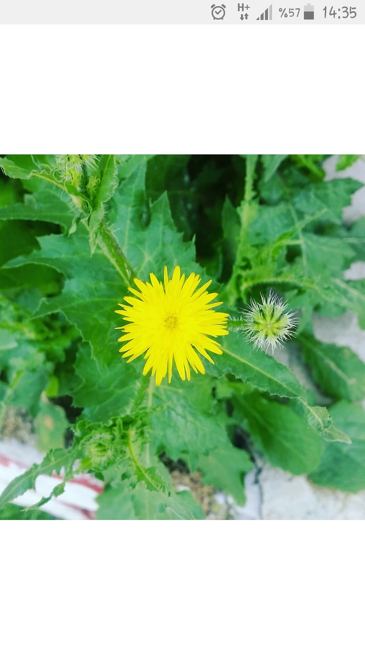 flower