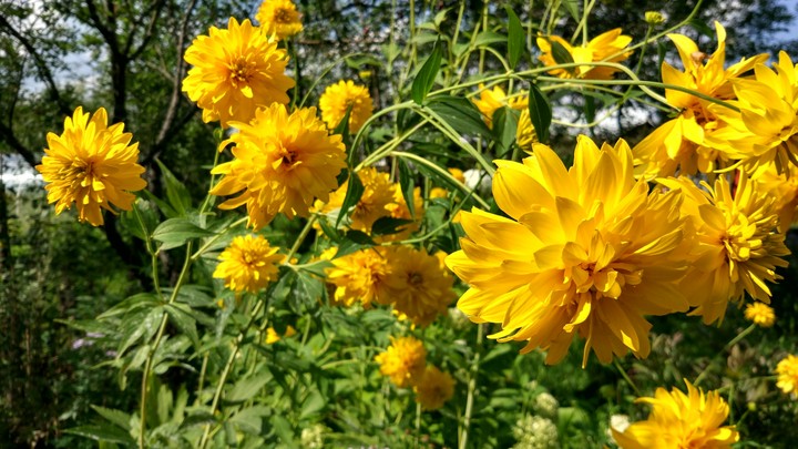 flowers at the cottage