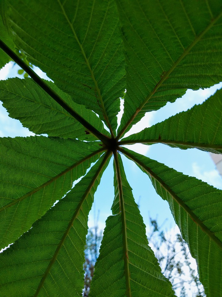 chestnuts are already green!!!