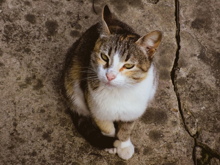 Homeless cat