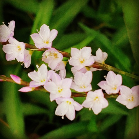 шпалери plant, flower