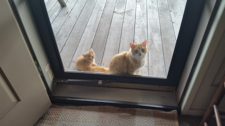 Mamma and kitten